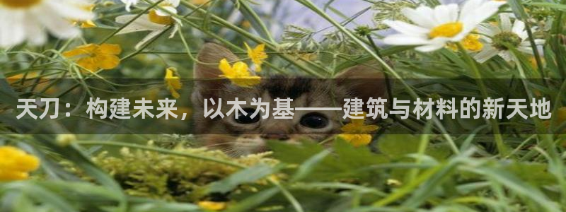 富联娱乐平台招商：天刀：构建未来，以木为基——建筑与材料的新天地